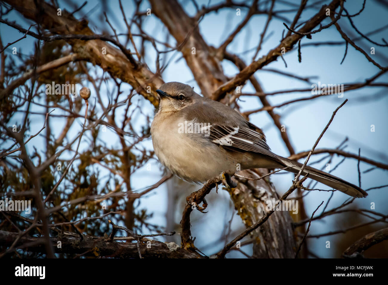 Eine schöne kleine Northern Mockingbird (Mimus polyglottos) in einem Baum im Winter gehockt und Fluffed gegen die Kälte. Stockfoto