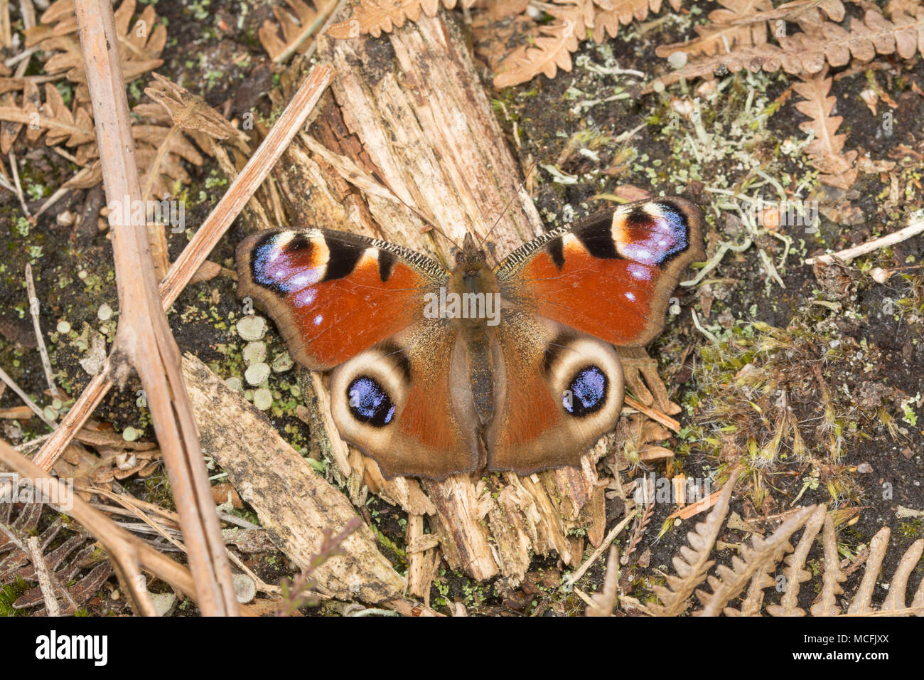 Tagpfauenauge (Nymphalis io) in Heide in Surrey, Großbritannien sonnt Stockfoto