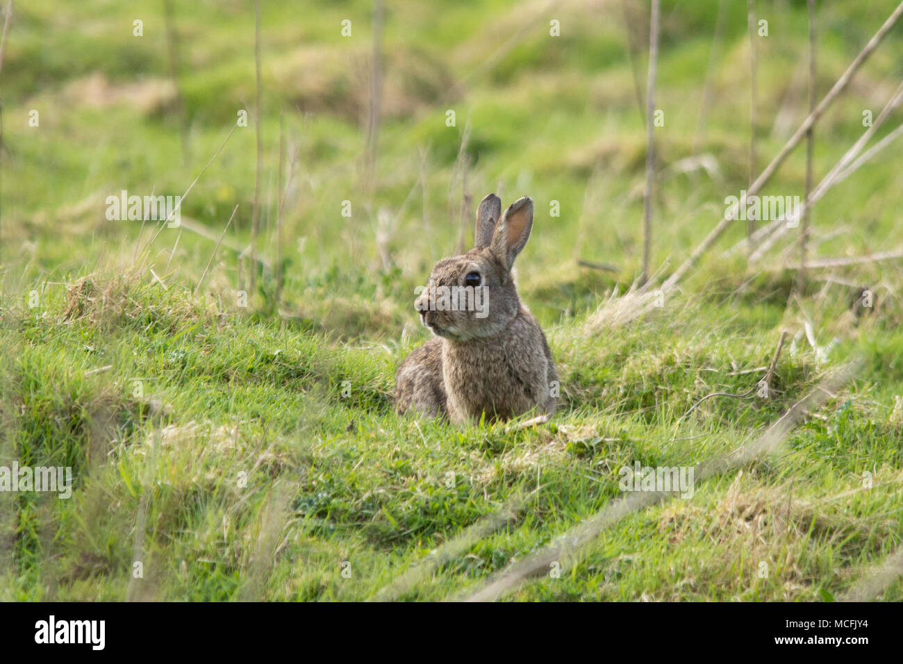 Kaninchen (Oryctolagus cuniculus) auf Grünland an thursley Gemeinsame National Nature Reserve in Surrey, Großbritannien Stockfoto