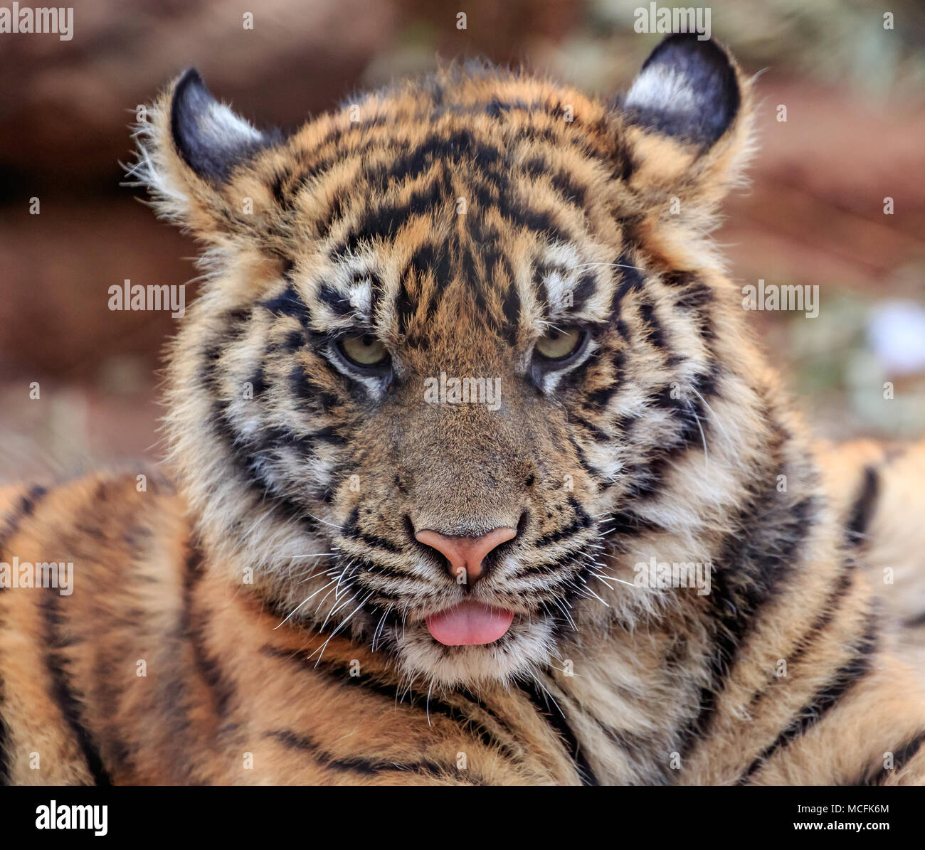 Ein Sumatra-tiger (Panthera tigris sumatrae) cub Portrait Stockfoto