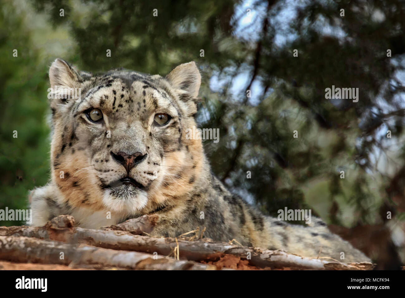 Snow Leopard (Panthera uncia) Portrait. Stockfoto