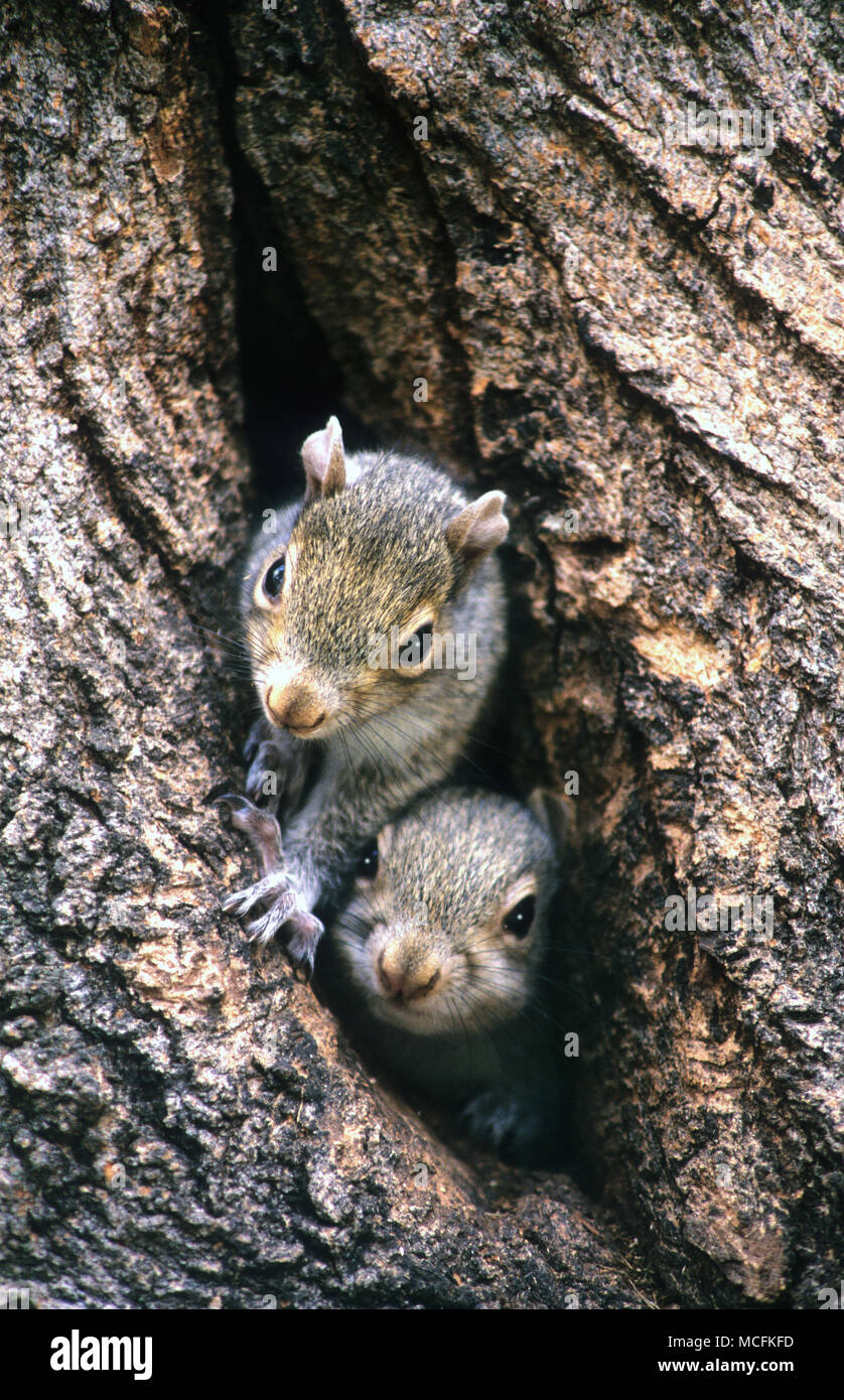 "Erster Tag". Ein paar Baby Eichhörnchen am ersten Tag in die Welt zu wagen Stockfoto