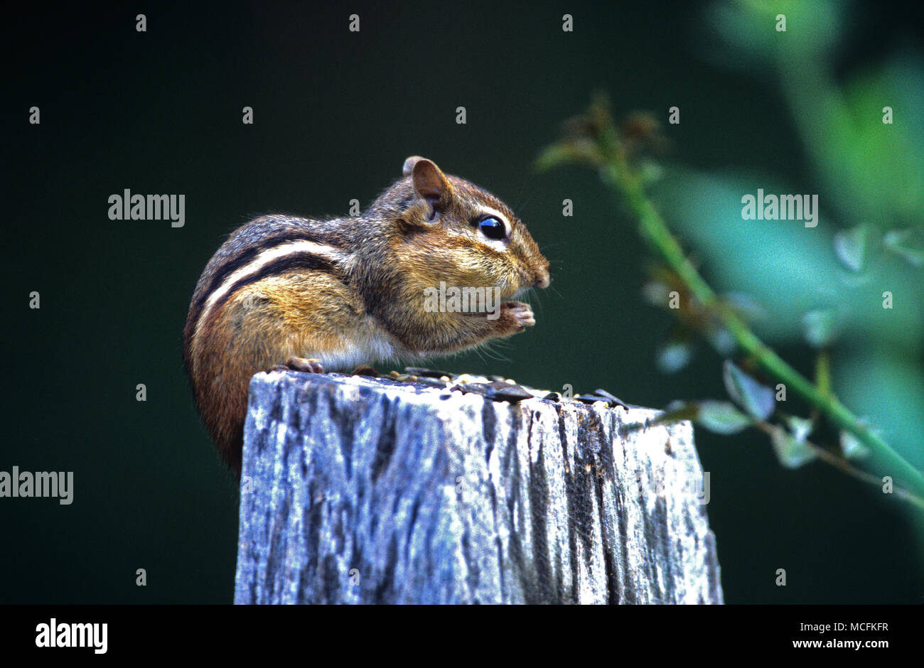 Ein chipmunk sitzt und Snacks aus einem zaunpfosten auf Cape Cod, Massachusetts, USA Stockfoto
