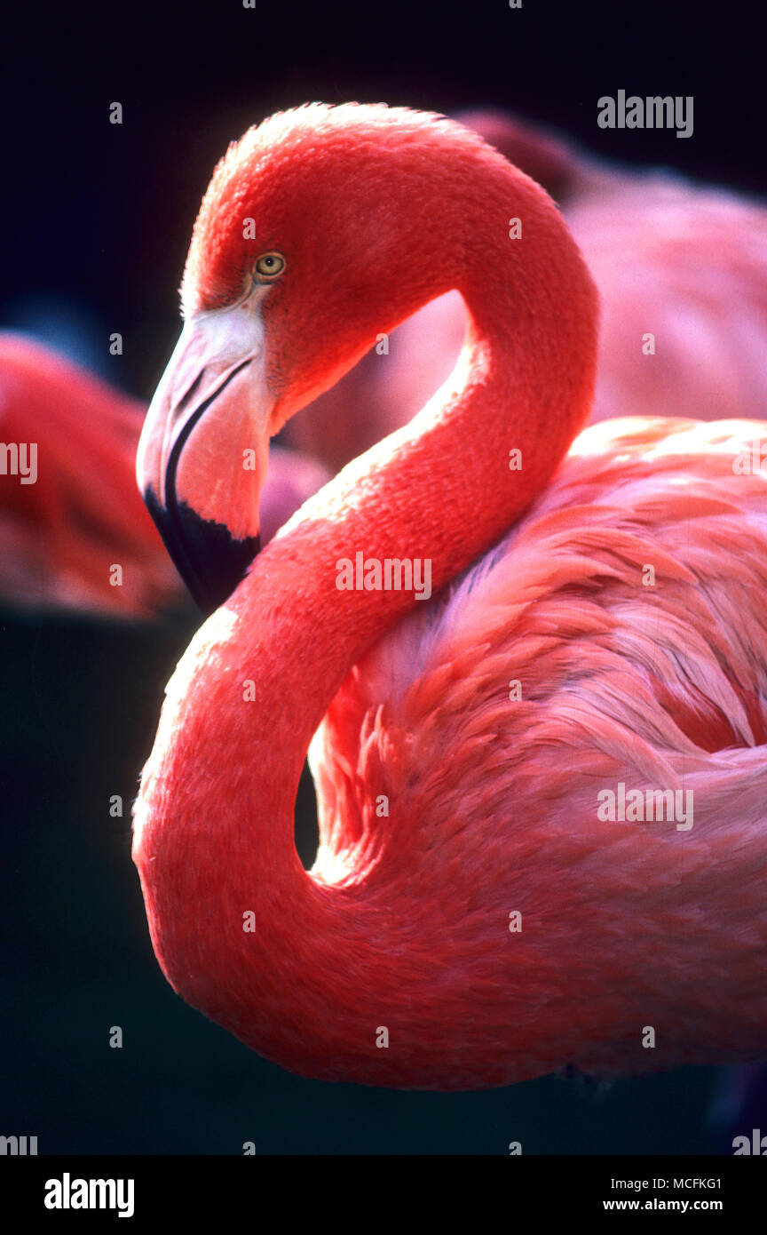 Ein rosa Flamingo in Clearwater, Florida Stockfoto