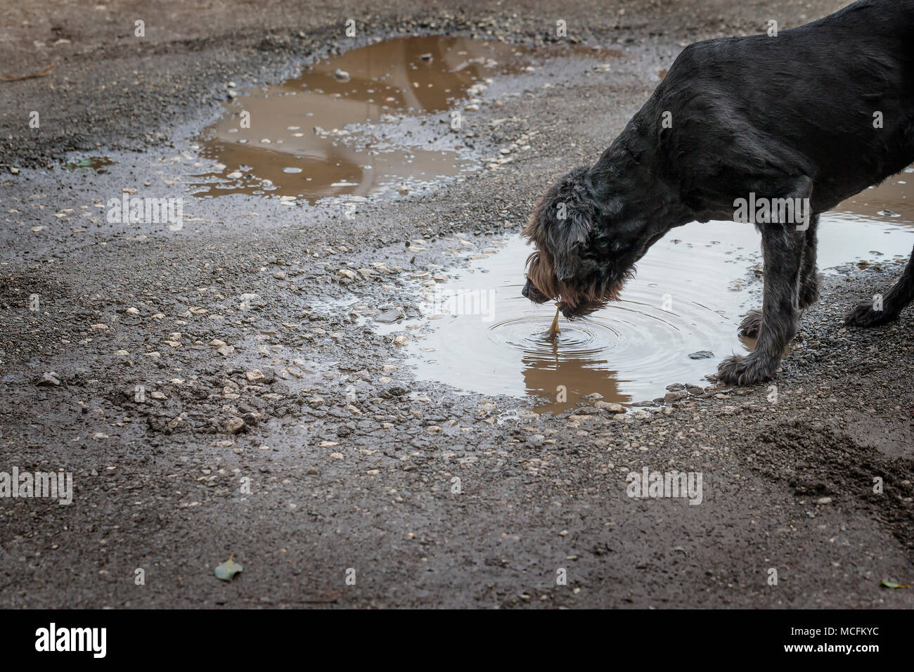 Schwarz Labradoodle Hund, hatte vor kurzem hat seine Pelzbesatz Getränke aus einem schlammigen Pfütze auf einem Parkplatz am 16. April 2018 Stockfoto