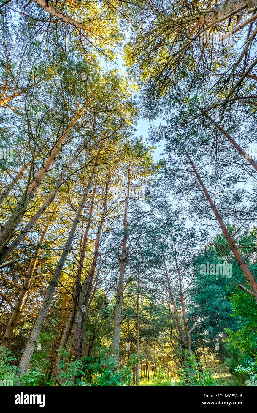 Baumkronen im Wald schossen aus dem Boden Stockfoto