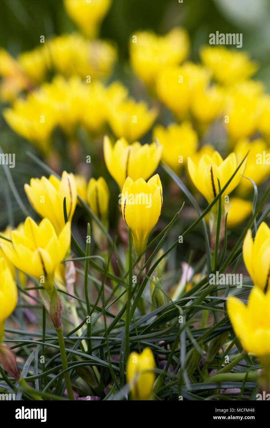 Ipheion sellowianum Blumen im Frühling. Stockfoto