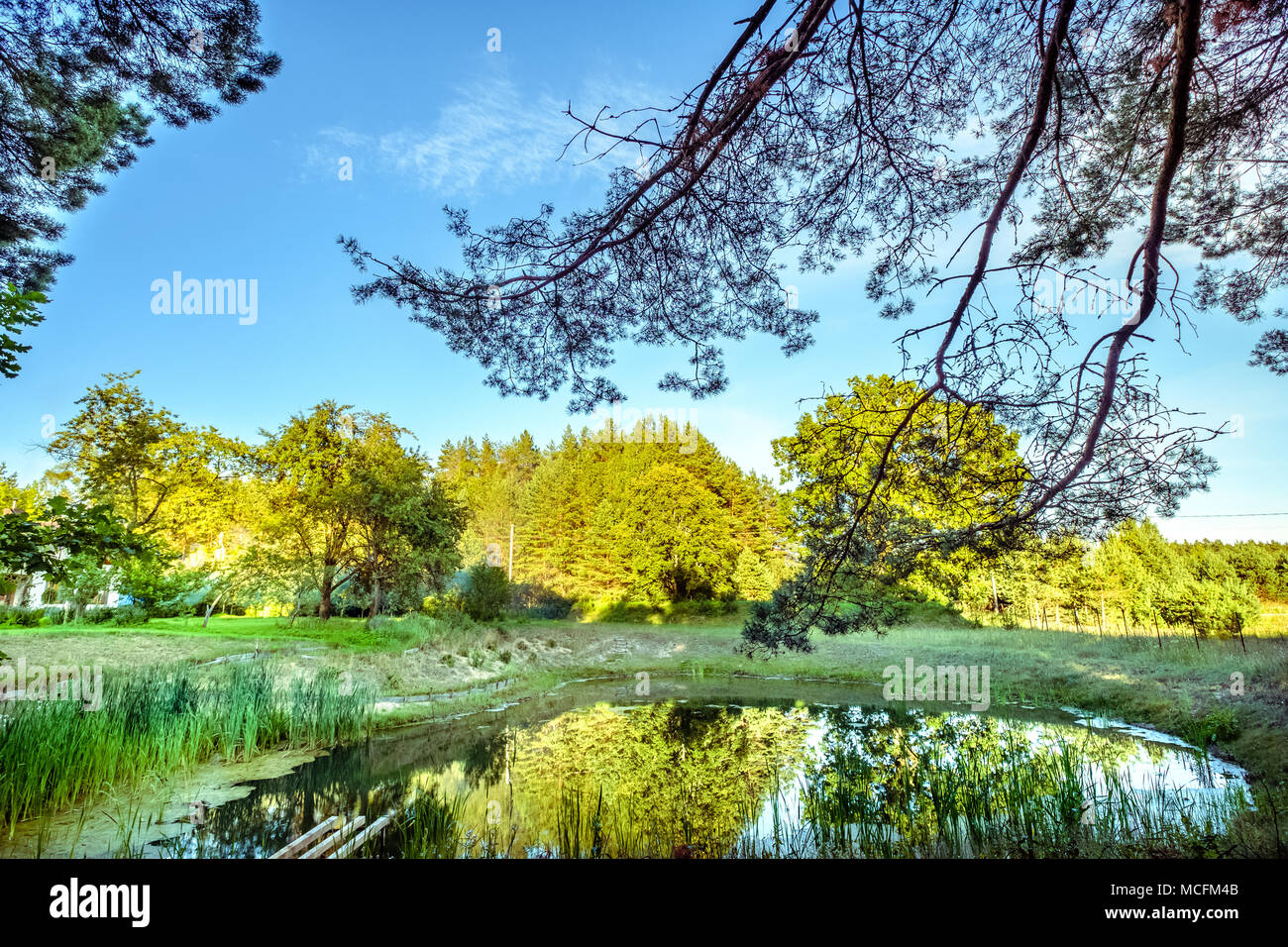 Wunderschöne grüne Natur Landschaft im Sommer Stockfoto