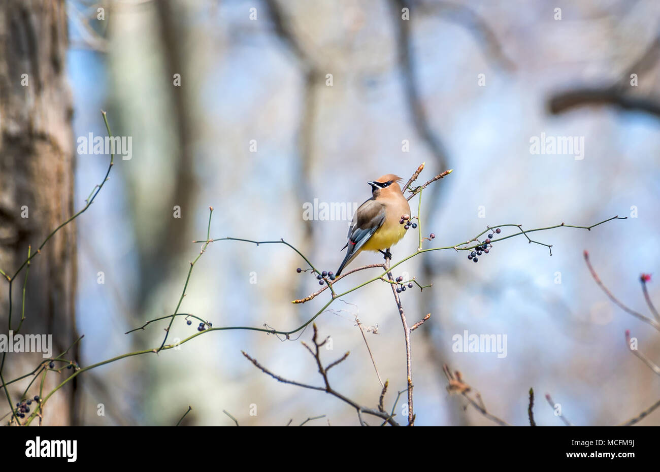 Atemberaubend schöne Cedar Waxwing Vogel in einem berry Bush im Frühjahr Stockfoto