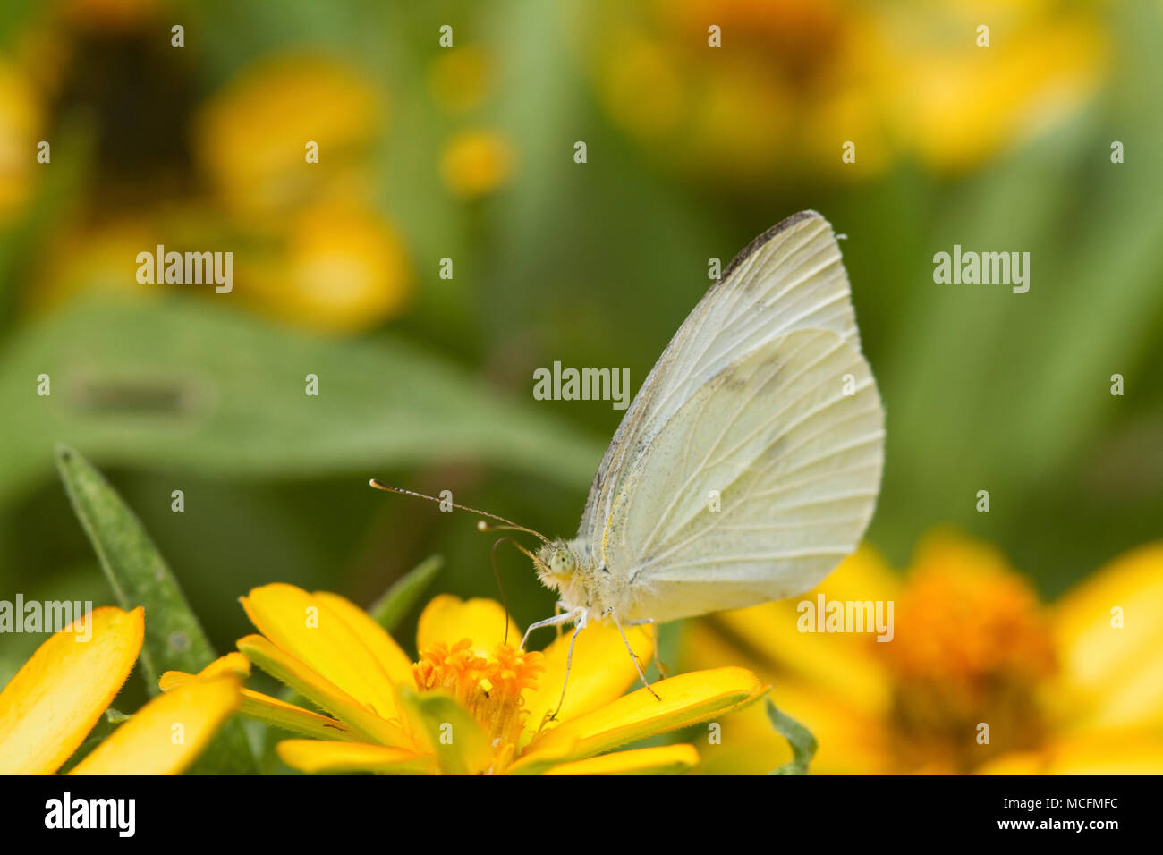 03061-00312 Kohlweißling (Pieris rapae) auf Millionen Gold Melampodium (Melampodium paludosum) Marion Co, IL Stockfoto