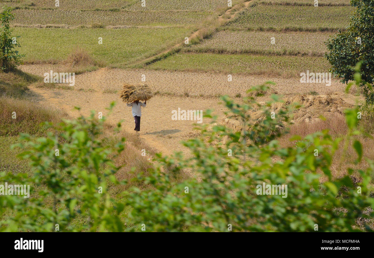 Mann, der ein Bündel Stroh auf dem Kopf in einem Feld, Indien Stockfoto