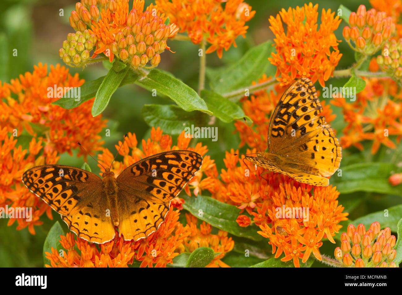 03322-01710 Great Spangled Fritillaries (speyeria Cybele) auf Schmetterling Milkweek (Asclepias tuberosa) Reynolds Co MO Stockfoto