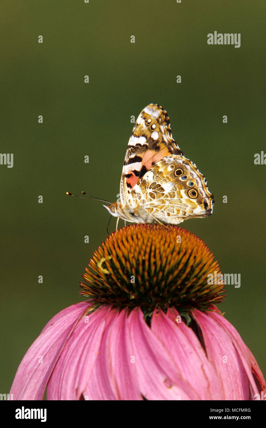 03406-004.20 Painted Lady butterfly (Vanessa cardui) auf Sonnenhut (Echinacea purpurea) Marion Co.IL Stockfoto