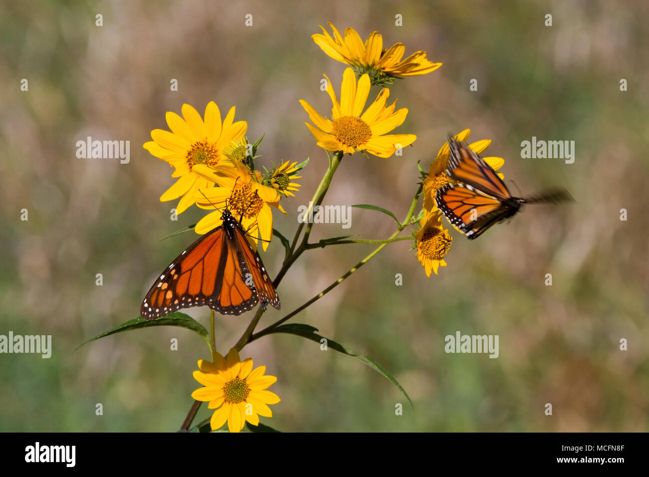 03536-05019 Zwei Monarchfalter (danaus Plexippus) auf berufkraut (Senecio) glabellus Prairie Ridge State Natural Area, Marion Co., IL Stockfoto