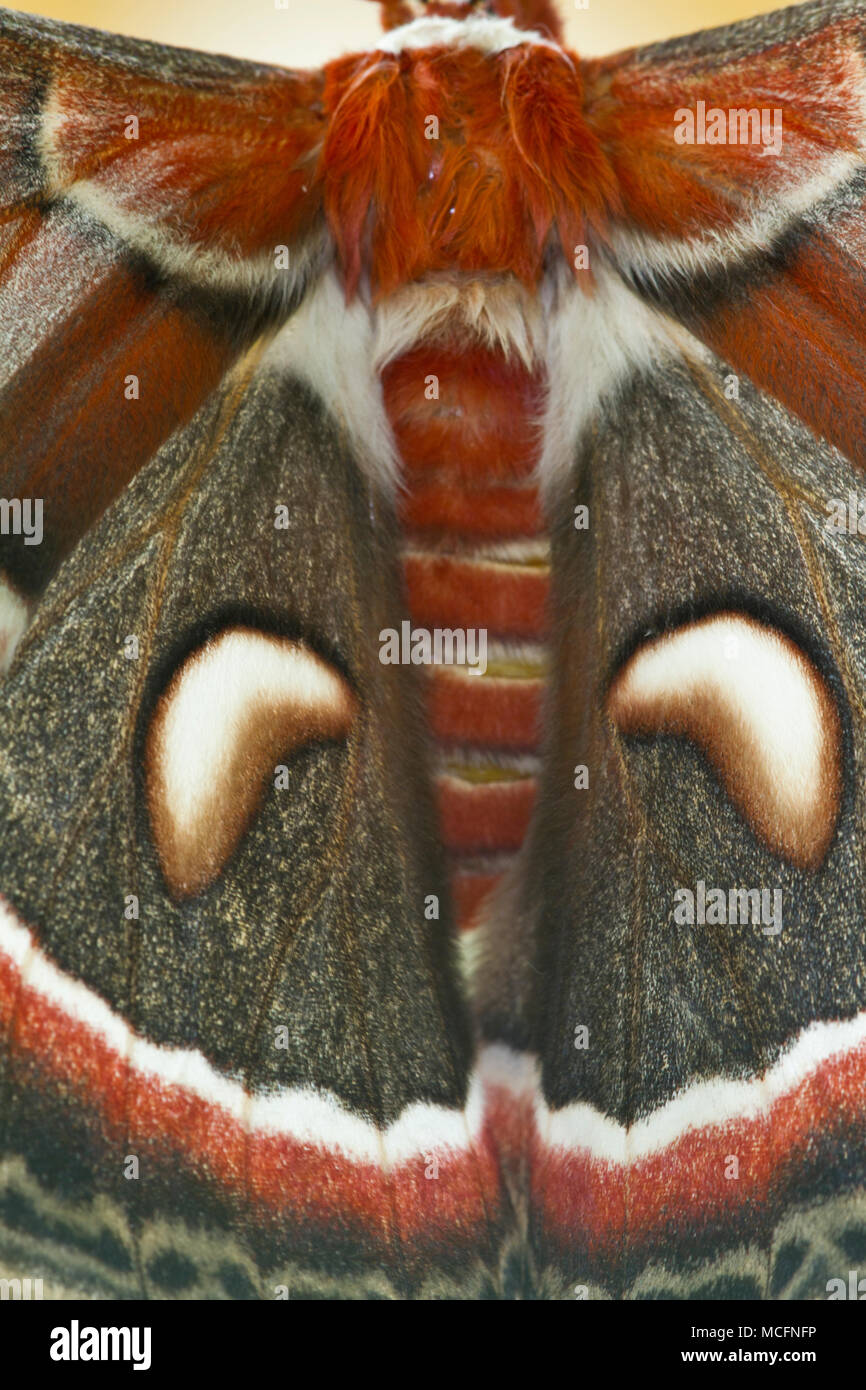 04013-00115 Cecropia Motte (Hyalophora cecropia) Flügel, Marion Co., IL Stockfoto