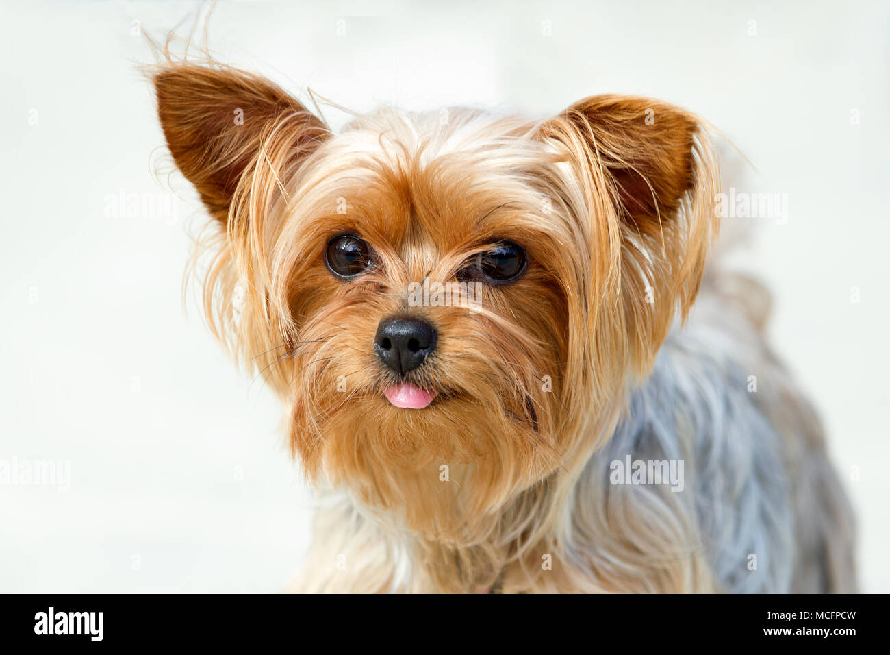 teacup yorkie kaufen
