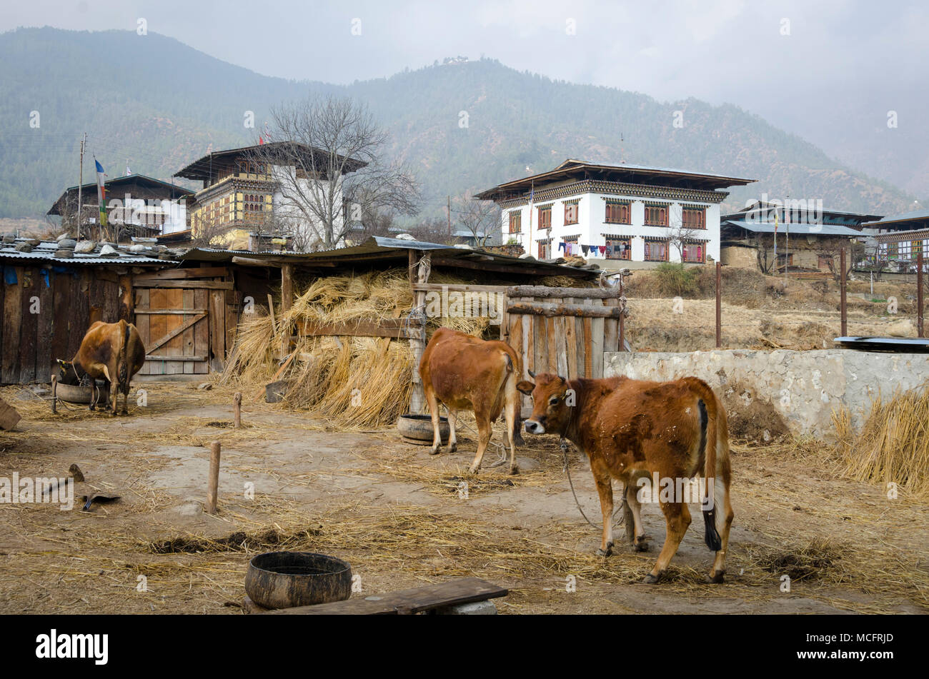 Kleine Dairy Farm in der Nähe von, Paro, Bhutan Stockfoto