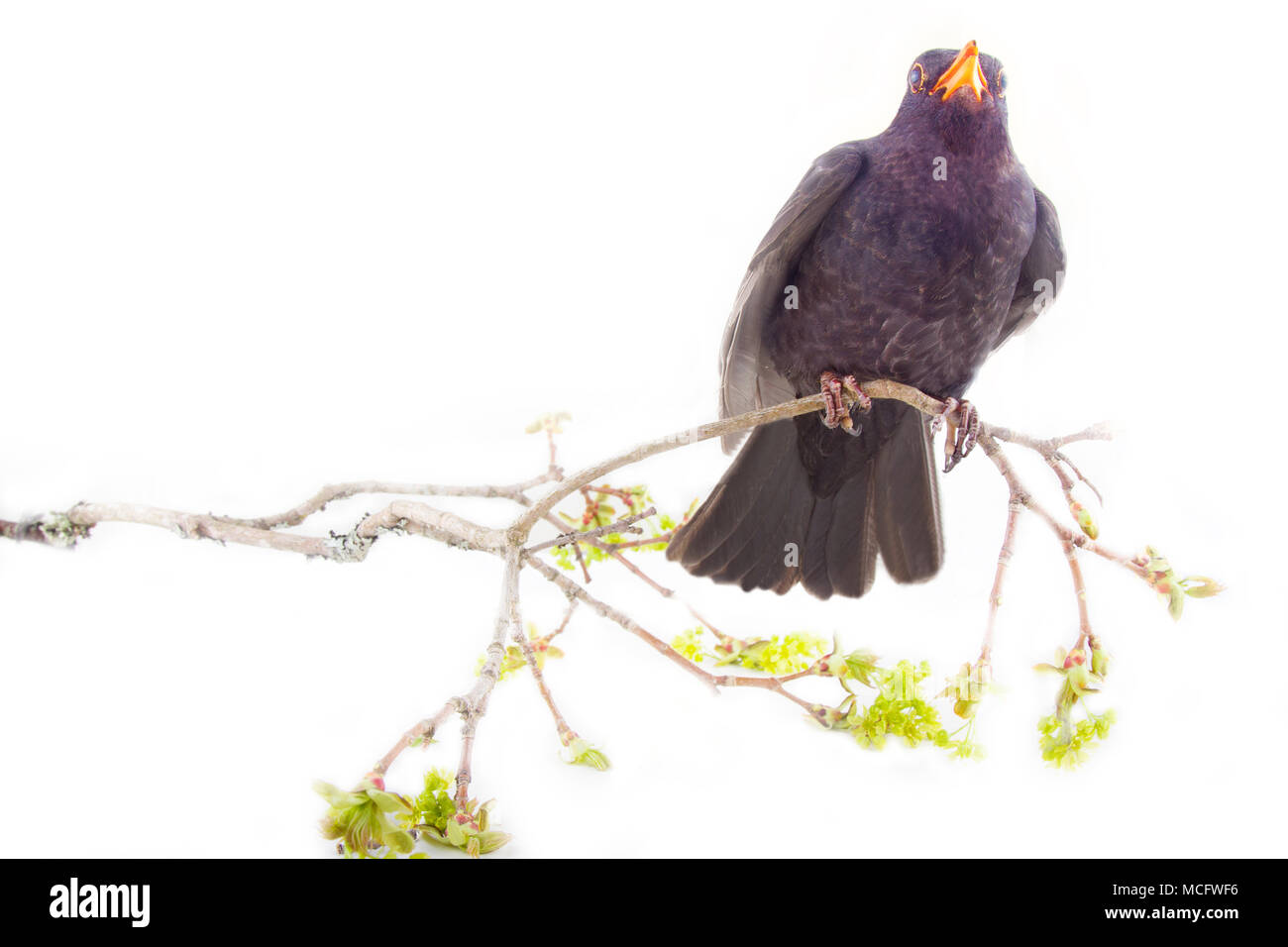 Amsel (Turdus merula, männlich) ist einer der besten Sänger der Welt. Le ballet de la Merlaison. Geheimnisvolle Vogel von Wallace Stevens - 13 Möglichkeiten um eine Blackbir Stockfoto