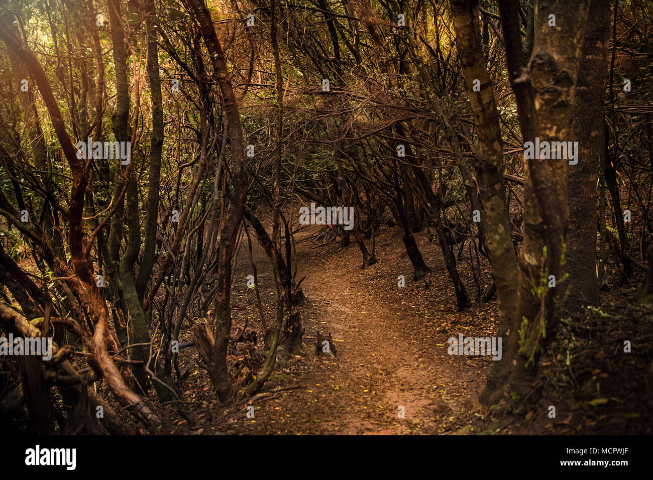 Anaga Lorbeerwald auf Teneriffa, Spanien Stockfoto