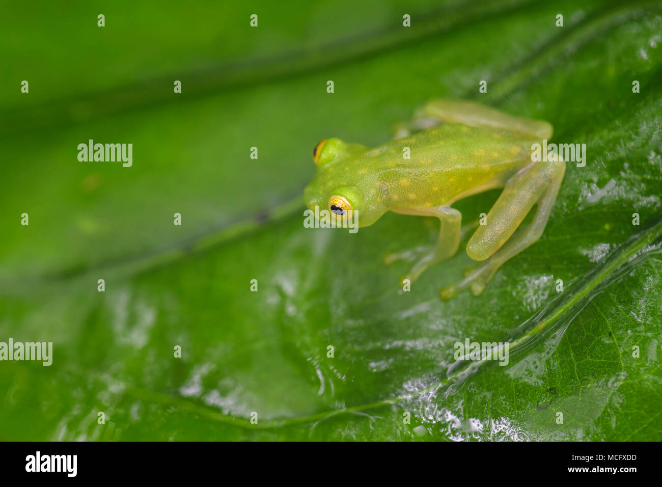 Fleischmanns Glas Frosch - Hyalinobatrachium fleischmanni, schöne kleine grüne und gelbe Frosch aus Mittelamerika, Wälder, Costa Rica. Stockfoto