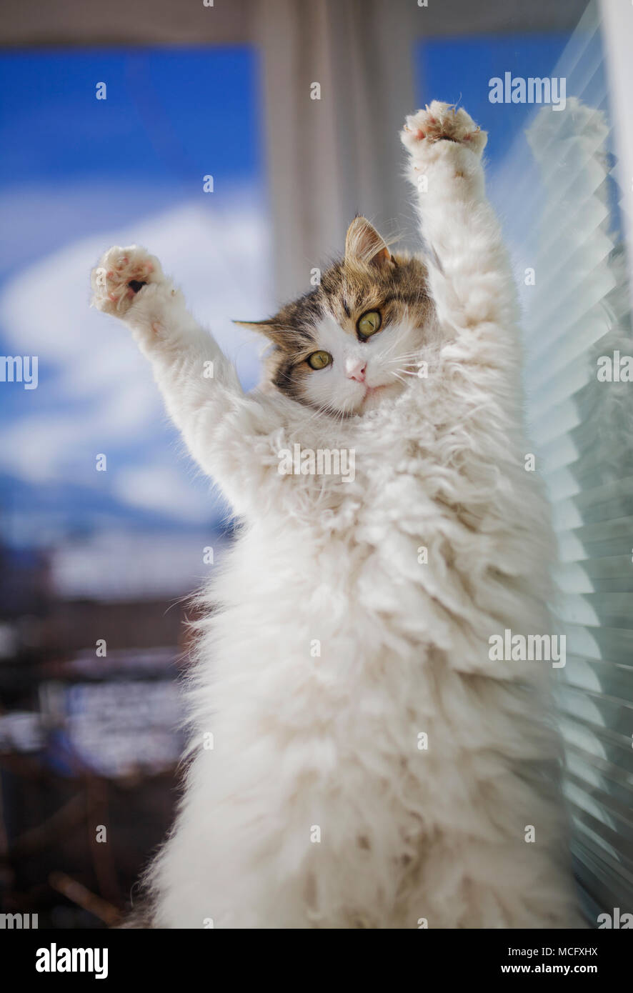 Schöne langhaar Katze sitzt im sonnigen Tag Stockfoto