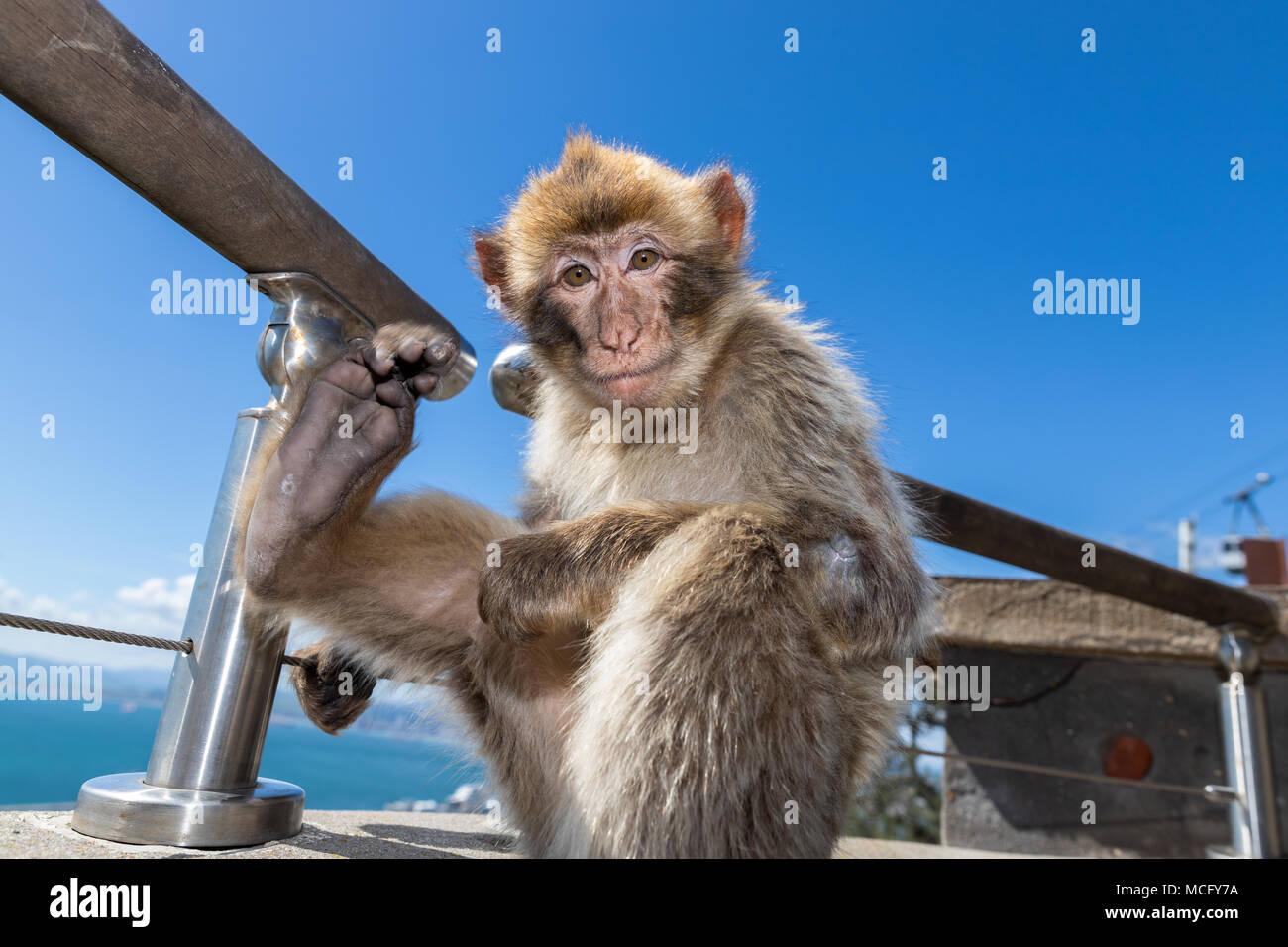 Barbary macaques in Gibraltar, der einzigen wilden Affen in Europa, sie Anzahl ca. 300 Tiere in 5 Truppen. Stockfoto