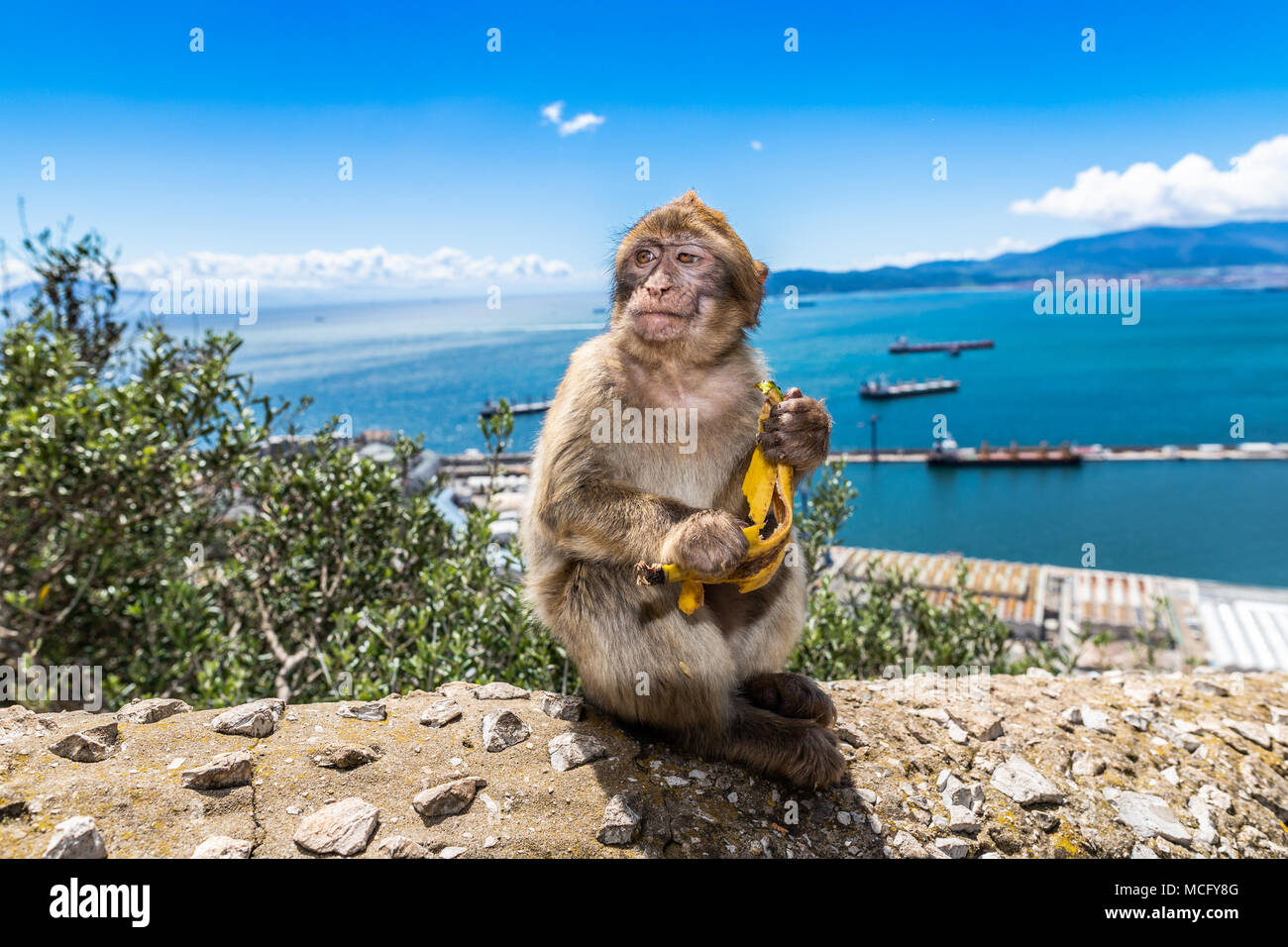 Barbary macaques in Gibraltar, der einzigen wilden Affen in Europa, sie Anzahl ca. 300 Tiere in 5 Truppen. Stockfoto