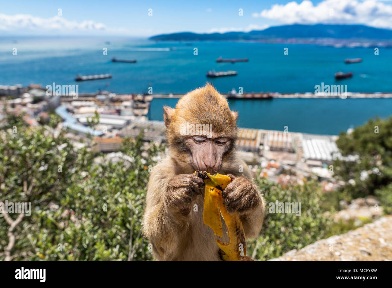 Barbary macaques in Gibraltar, der einzigen wilden Affen in Europa, sie Anzahl ca. 300 Tiere in 5 Truppen. Stockfoto