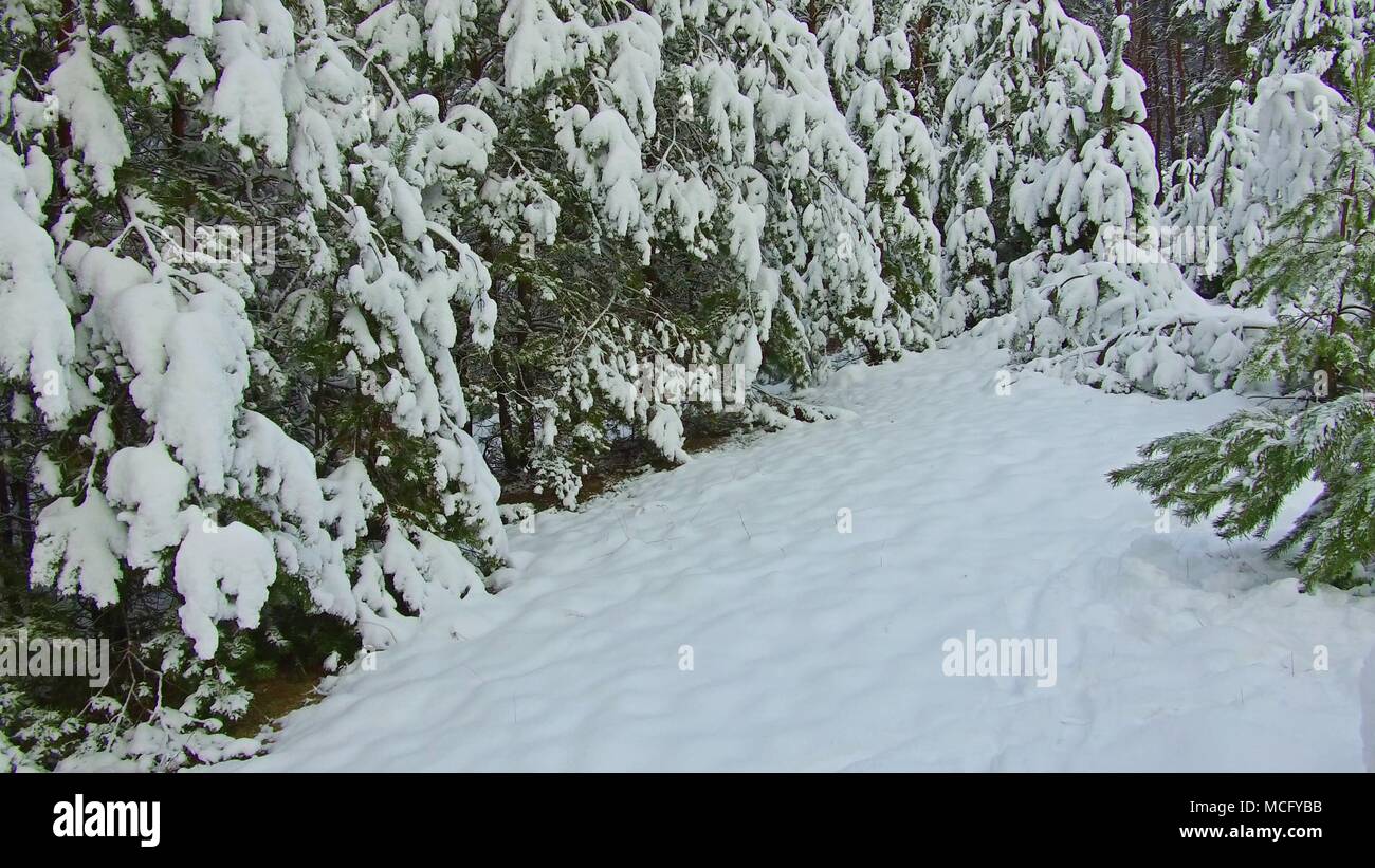 Filmische schoß hinunter verschneiten Trail durch lange Linie der symmetrischen Kiefern als frischer Schnee fällt Steadicam erschossen. Weihnachtsbaum, die Schönheit der Natur Landschaft im Freien Stockfoto