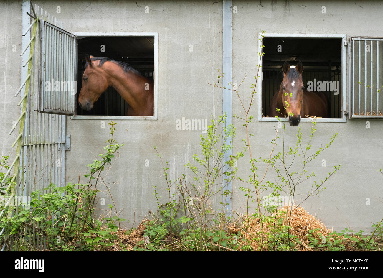 Zwei braune Pferde Blick durch stabile Fenster und keine Zuneigung zeigen Stockfoto