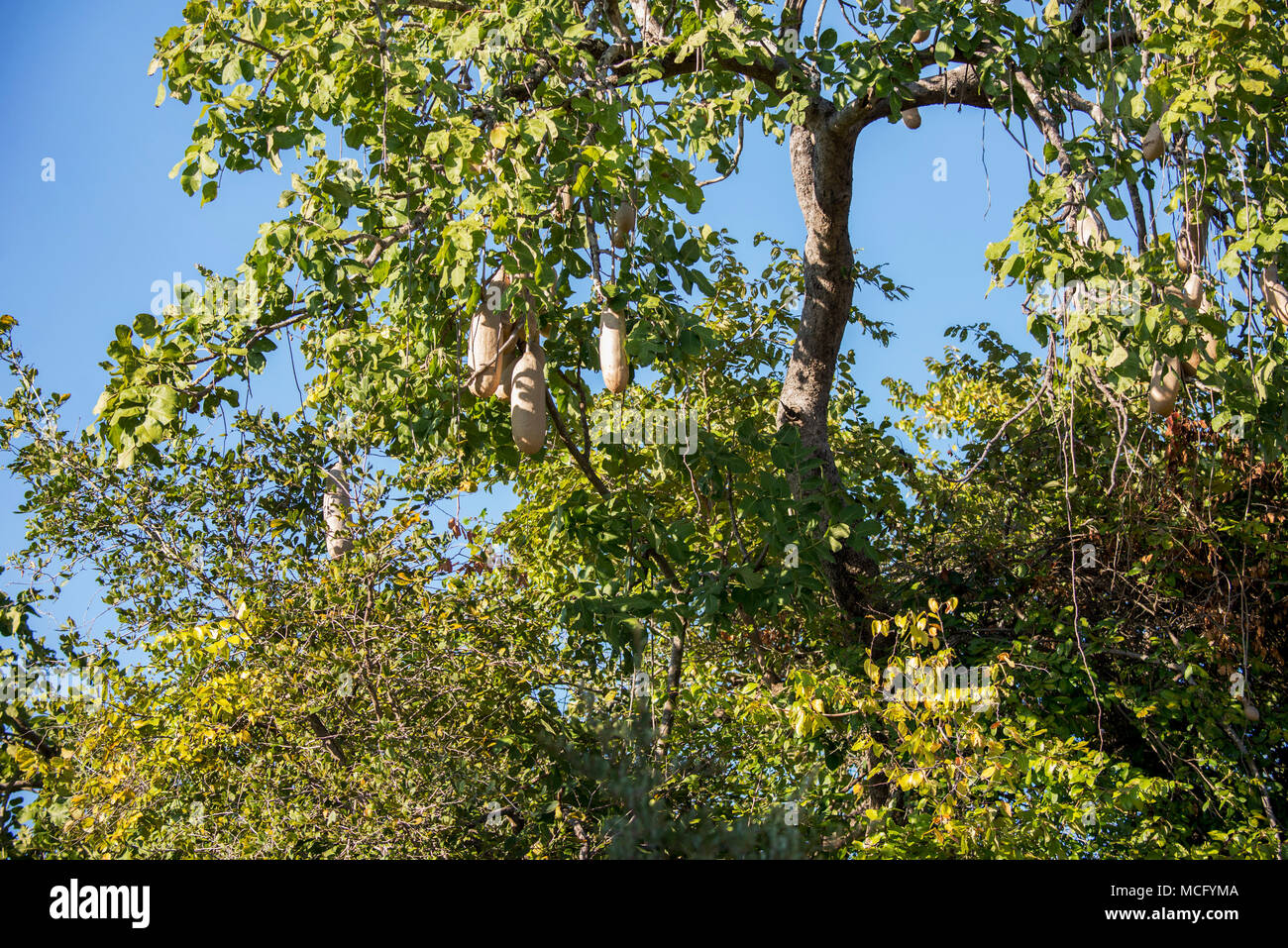 Wurst Baum (KIGELIA AFRICANA) Frucht am Baum, SAMBIA Stockfoto