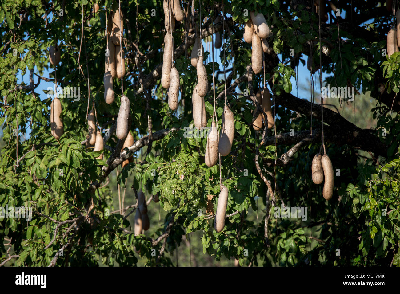 Wurst Baum (KIGELIA AFRICANA) Frucht am Baum, SAMBIA Stockfoto