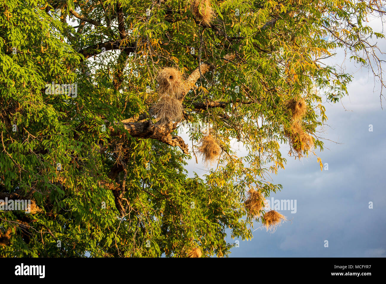 RED-BILLED BUFFALO WEAVER (BUBALORNIS NIGER) Nester in Baum, SAMBIA Stockfoto