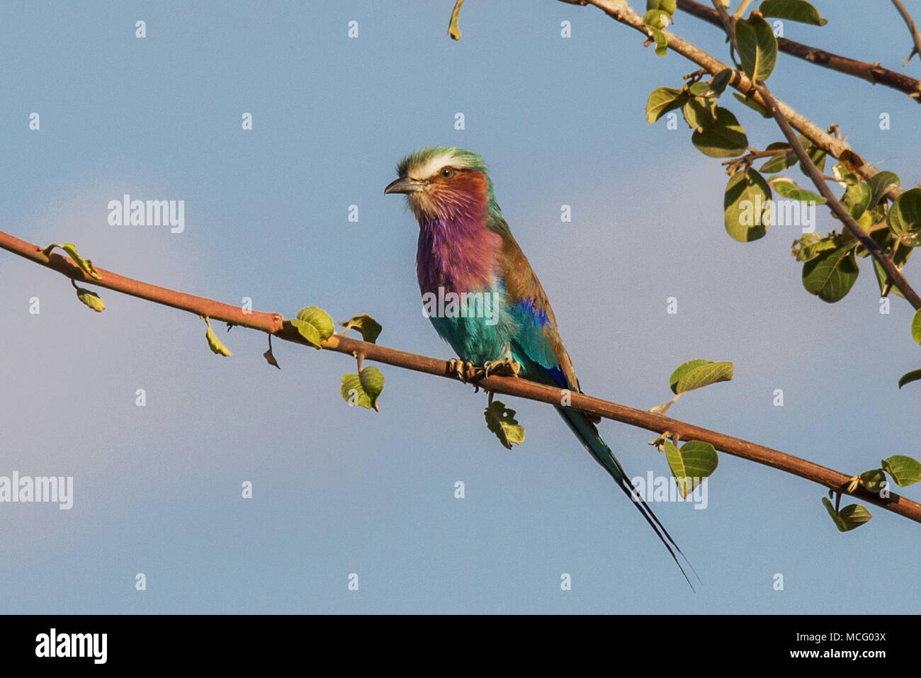 LILAC BREASTED ROLLER (CORACIAS CAUDATUS) thront auf Zweig, SAMBIA Stockfoto