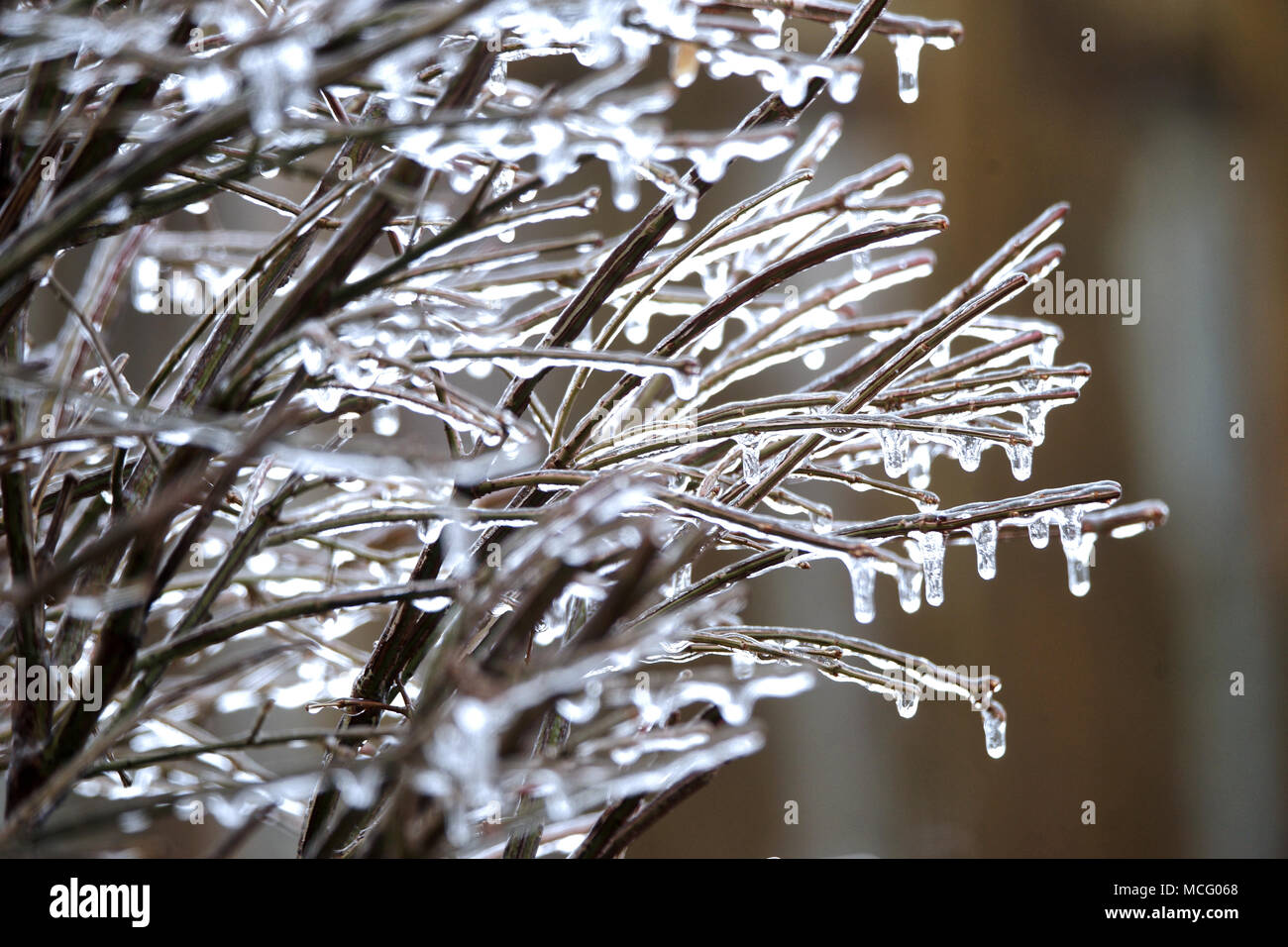Montreal, Kanada, 16, April, 2018. Macchia bedeckt mit Eis und Schnee, Schneeregen oder Regen im Garten. Credit: Mario Beauregard/Alamy leben Nachrichten Stockfoto