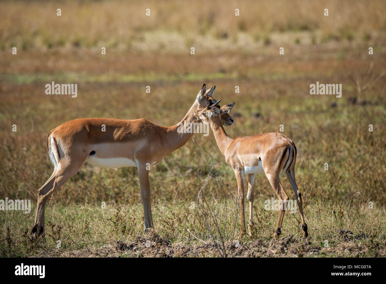 Junge Impala (Aepyceros melampus) STEHEND MIT MUTTER, SAMBIA Stockfoto