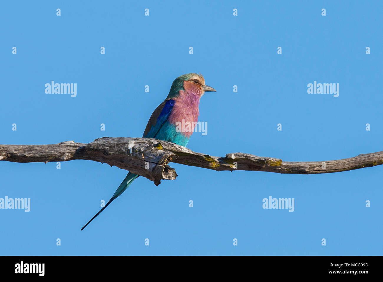 LILAC BREASTED ROLLER (CORACIAS CAUDATUS) thront auf Zweig, SAMBIA Stockfoto