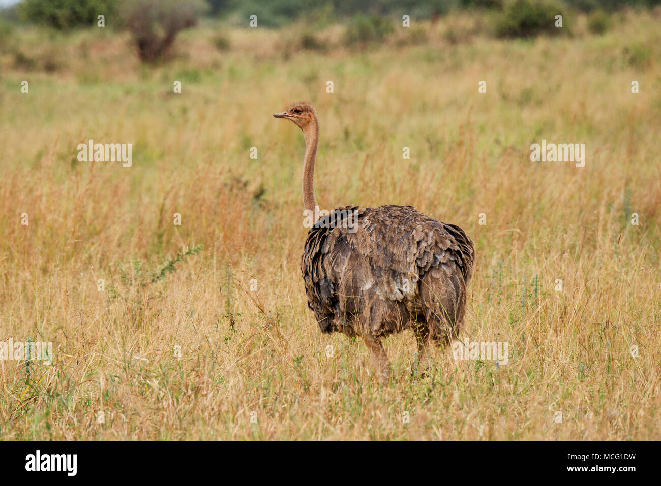Weibliche Strauß (Struthio camelus), Tarangire Nationalpark, Tansania Stockfoto