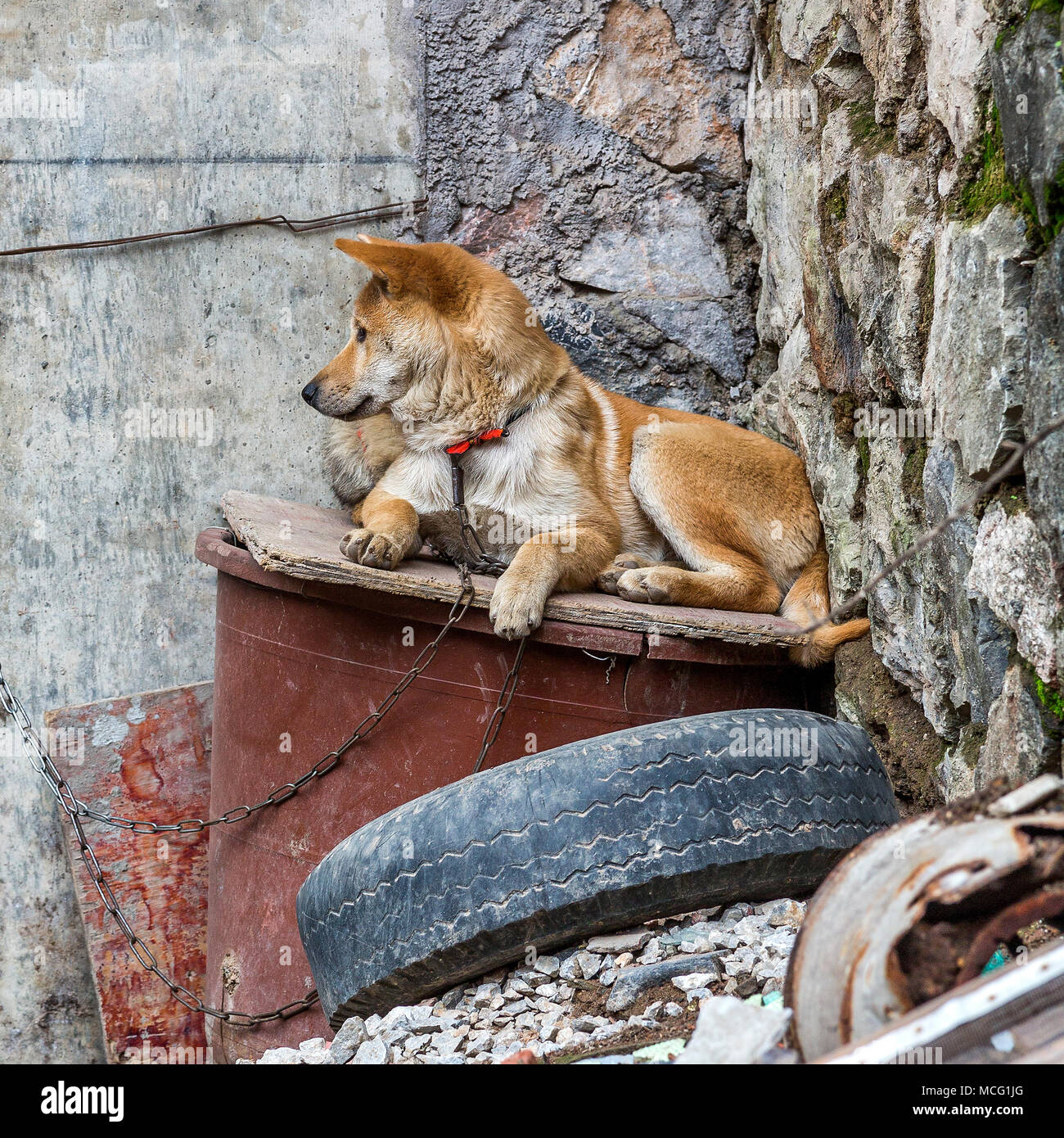 Eine goldfarbene guard Hund liegend auf ein Stück Holz unter den Trümmern. Der Hund ist an eine Wand und Warnung zu seiner Umgebung. Stockfoto