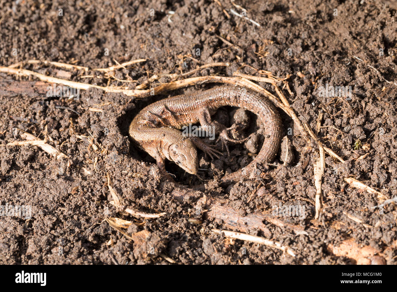 Waldeidechse, Mooreidechse, Bergeidechse, Schutz unter Totholz in einer Erdkuhle, Wald-Eidechse, Moor-Eidechse, Zootoca vivipara, Berg-Eidechse, Lacer Stockfoto