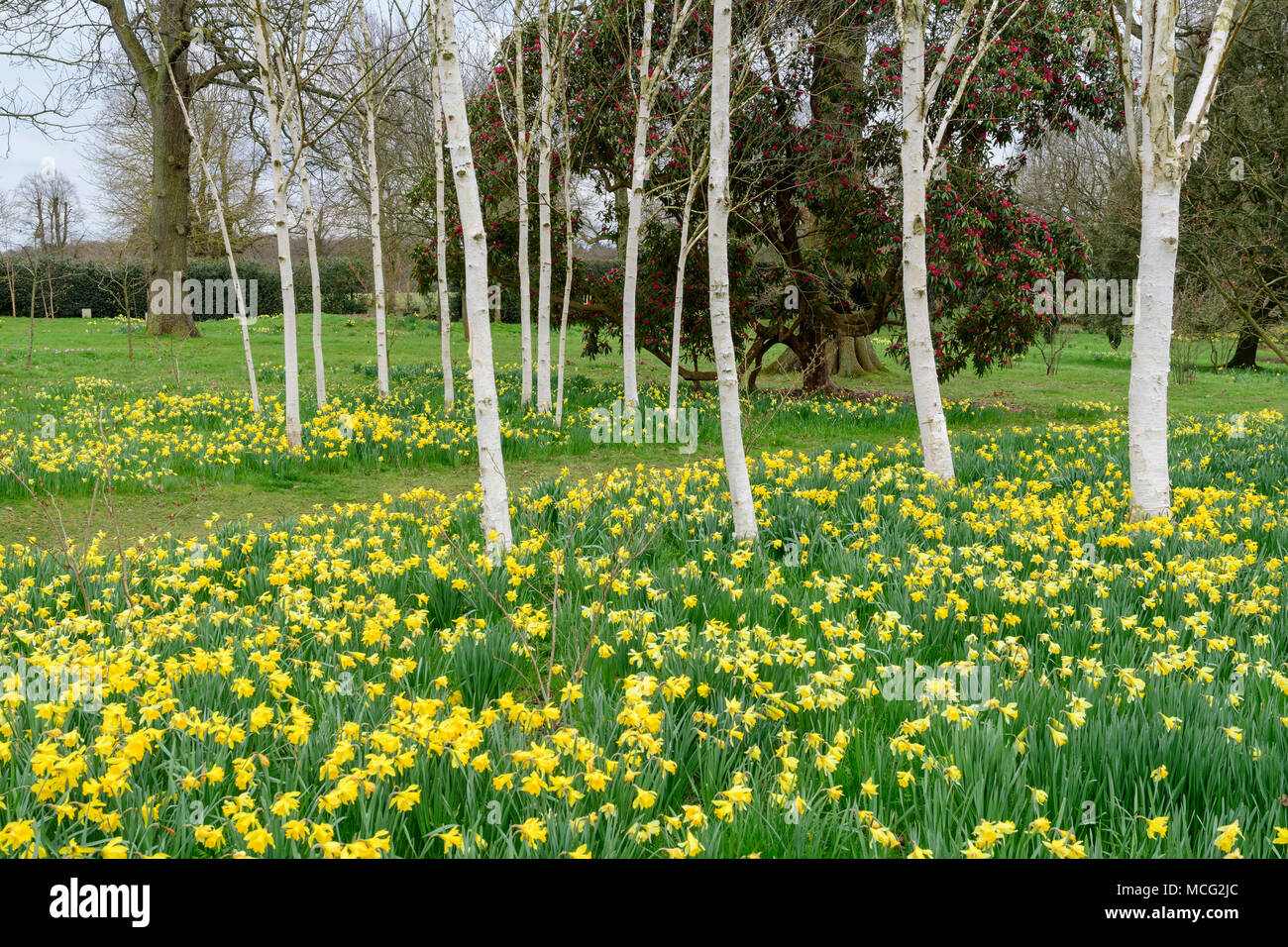 Birken mit weißen Rinde und blühenden gelben Narzissen in Hatfield House Park Stockfoto