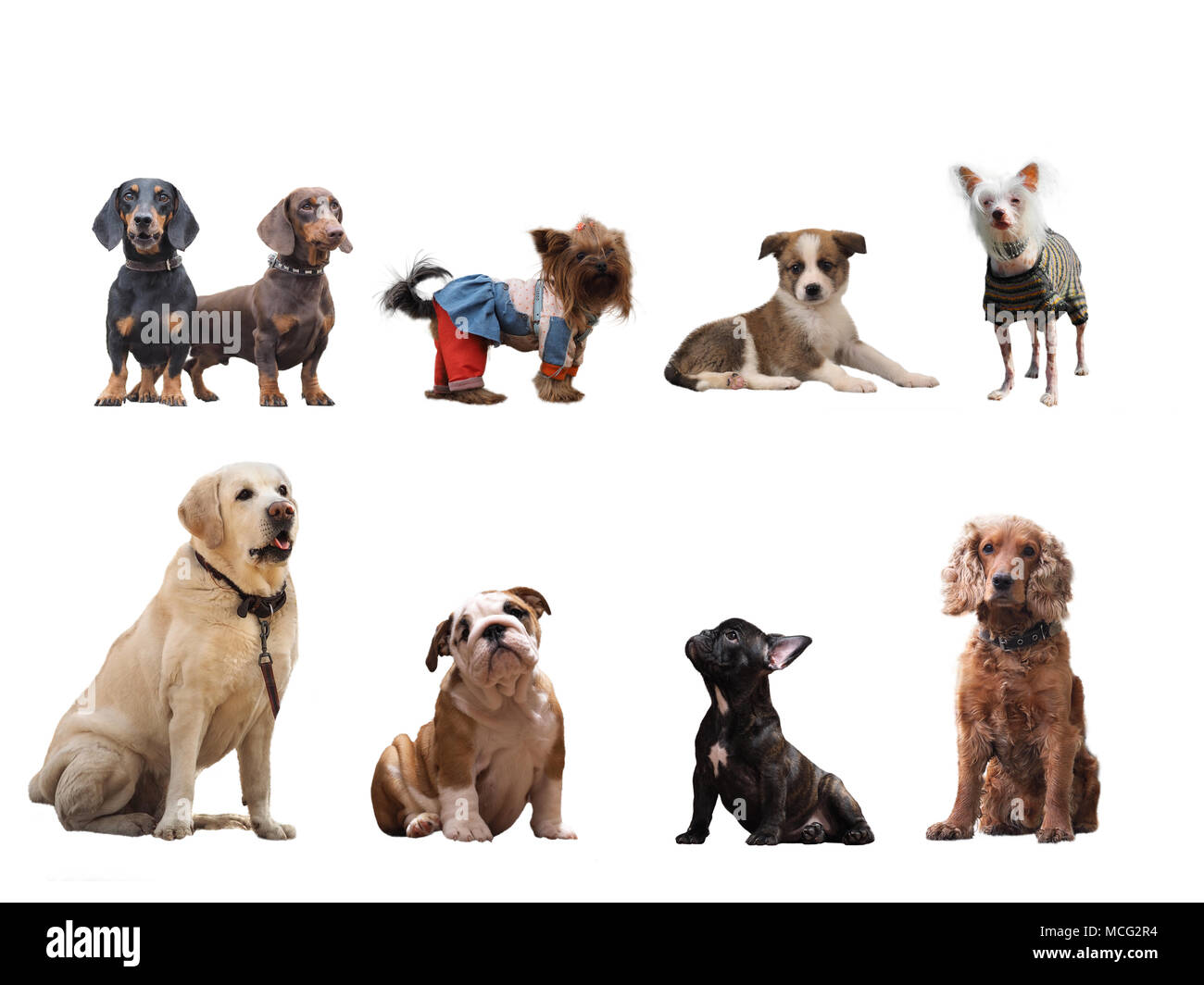 Gruppe von Hunden verschiedener Rassen auf weißem Hintergrund Stockfoto