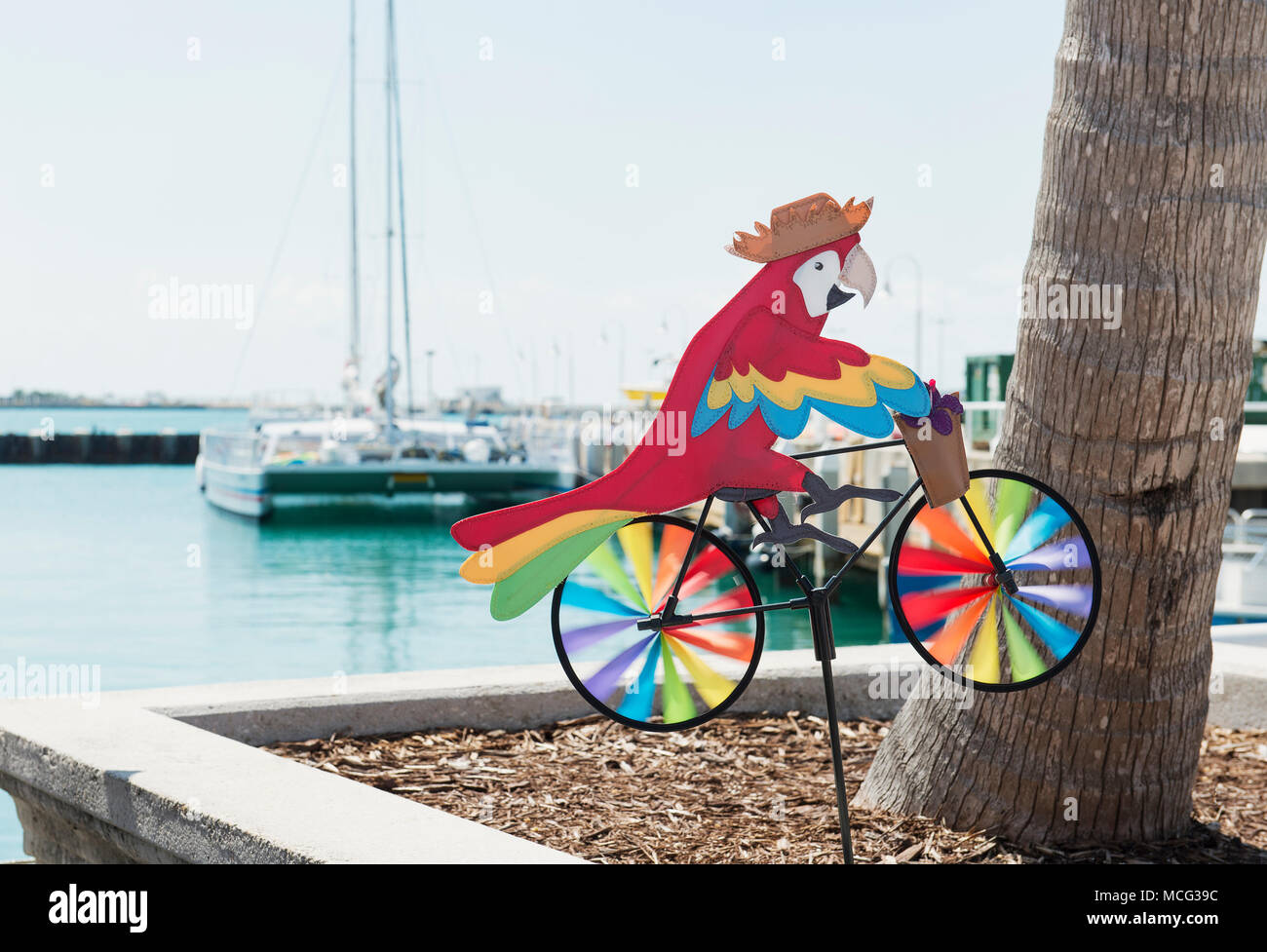 Ein Papagei mit Hut, auf einem Fahrrad Windrad in Key West, Florida Stockfoto