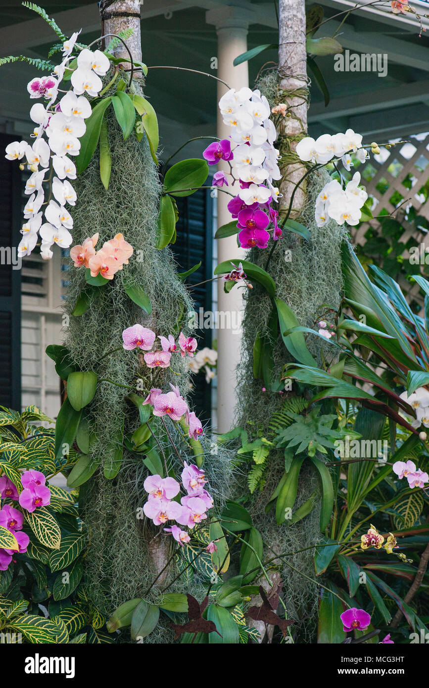 Orchideen und Moos, dass jemand in einem Hof in Key West, Florida wächst. Stockfoto