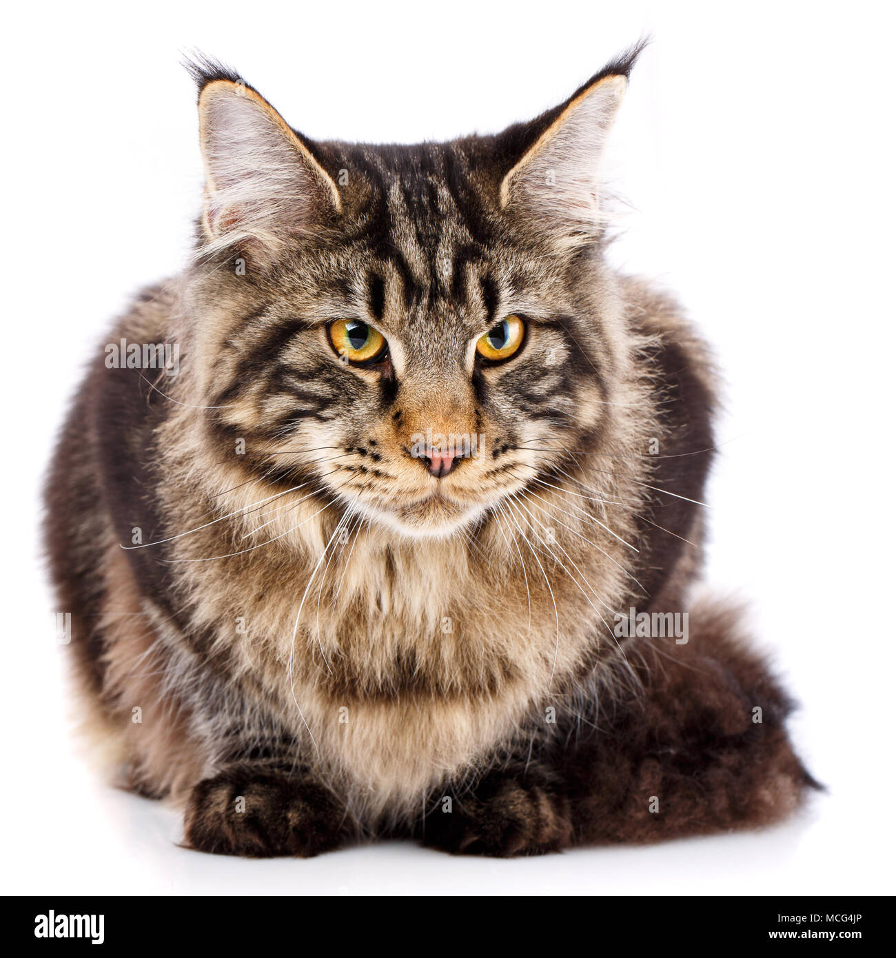 Tier, Cat, pet-Konzept - mainecoon Stockfoto