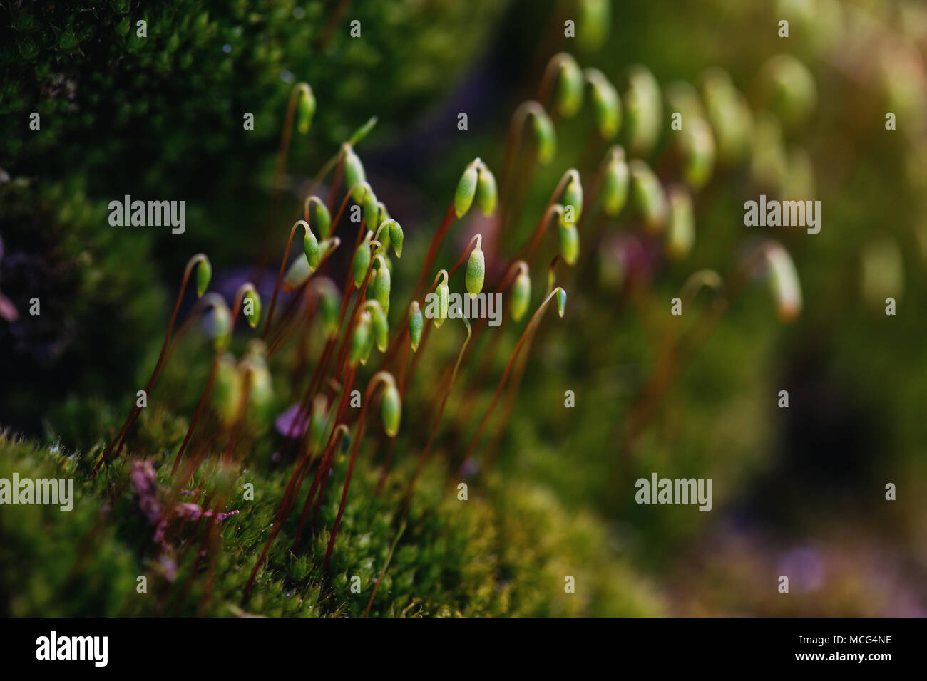 Schönen grünen Moos, Moos closeup, Makro. Stockfoto