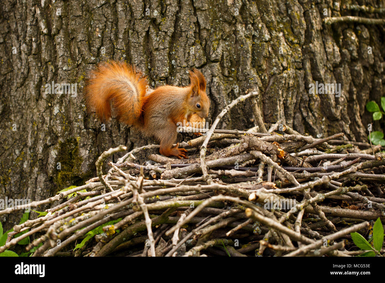 Niedlich und hungriges Eichhörnchen essen einer Mutter Stockfoto