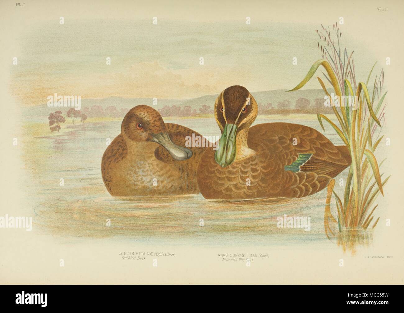 Die Vögel von Australien 1890 Gracius Broinowsk Australian Wild Duck Stockfoto