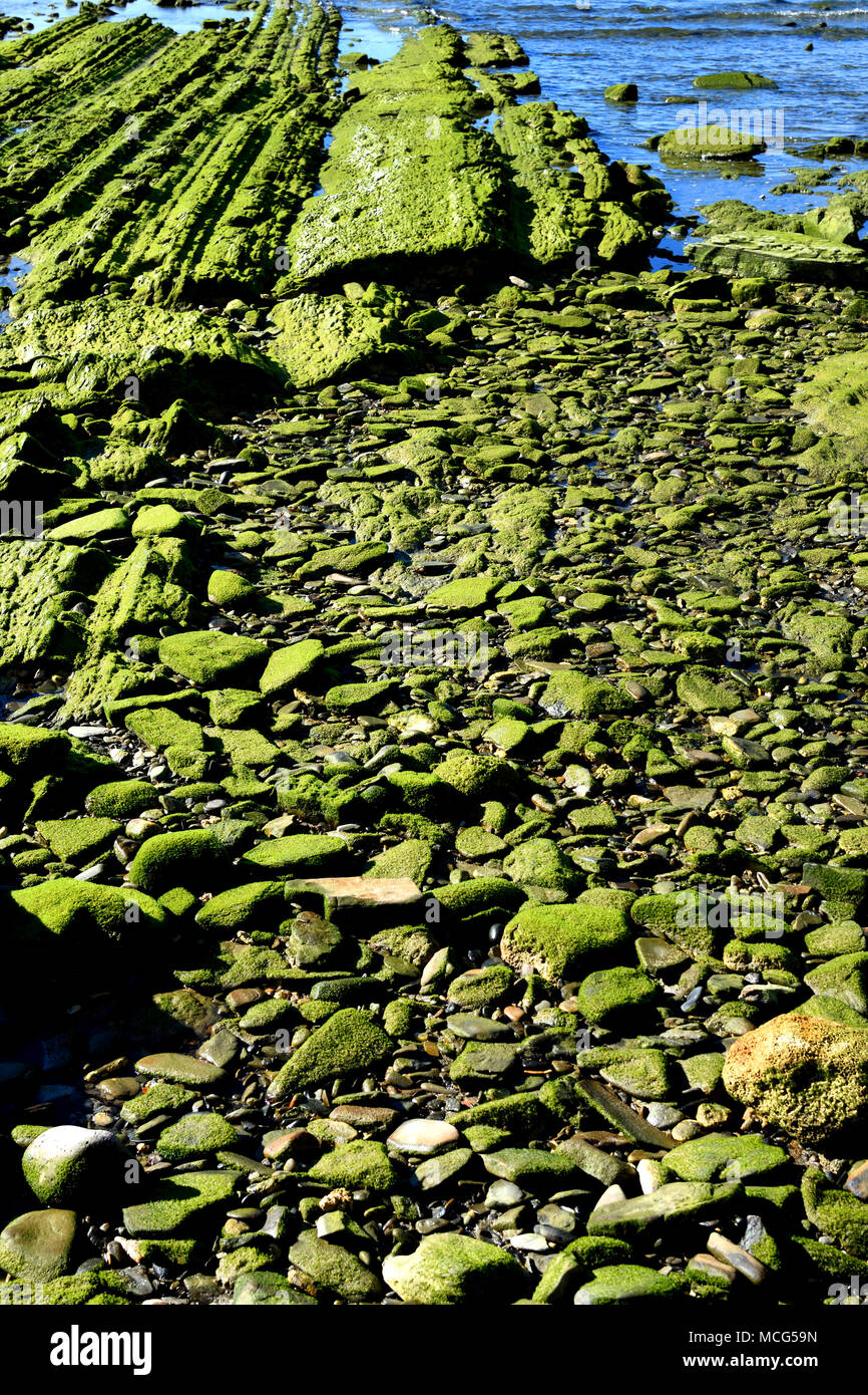 Grüne Algen Felsen an der Küste von Tarifa, Straße von Gibraltar Mittelmeer Spanien, Spanisch, Cadiz. Stockfoto