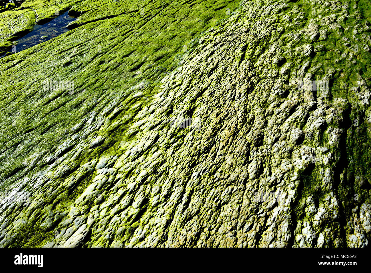 Grüne Algen Felsen an der Küste von Tarifa, Straße von Gibraltar Mittelmeer Spanien, Spanisch, Cadiz. Stockfoto